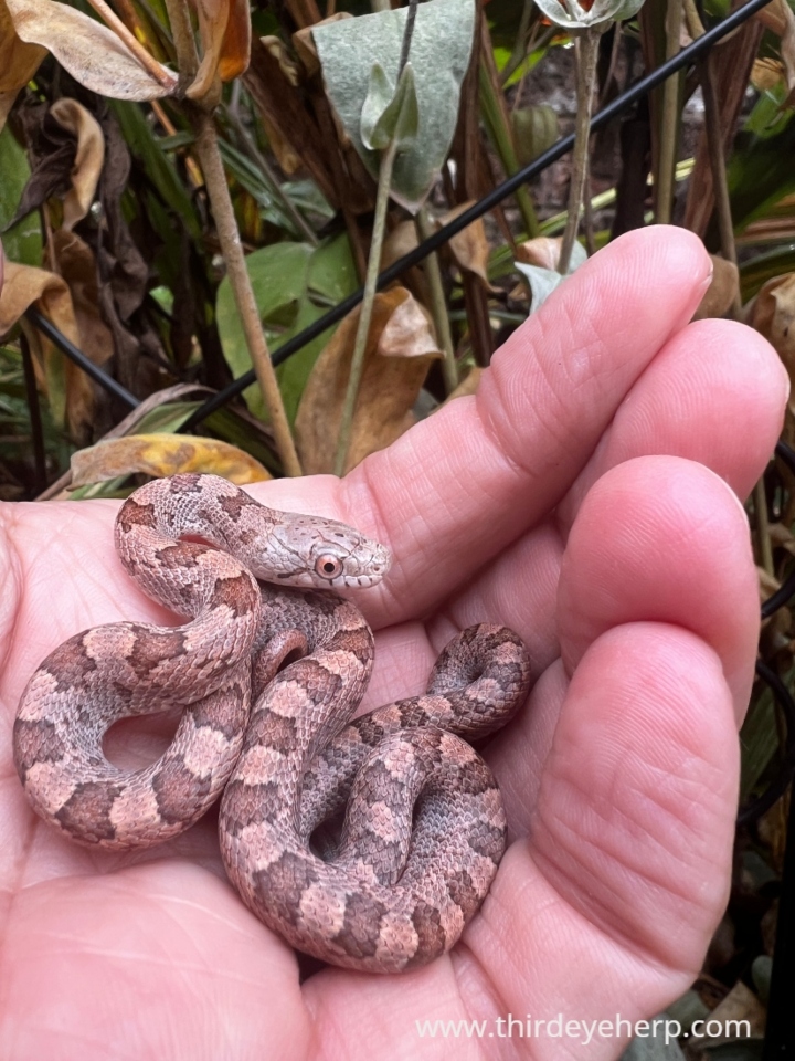 Everglades Rat Snake